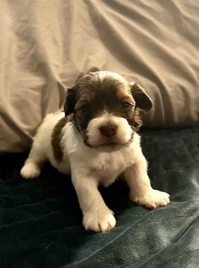 Havanese Puppies media 2
