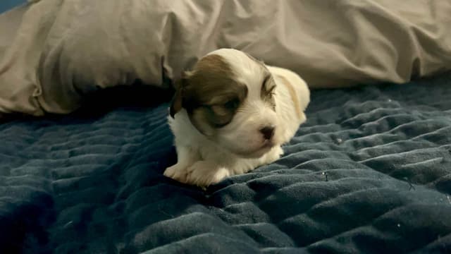 Havanese Puppies media 4