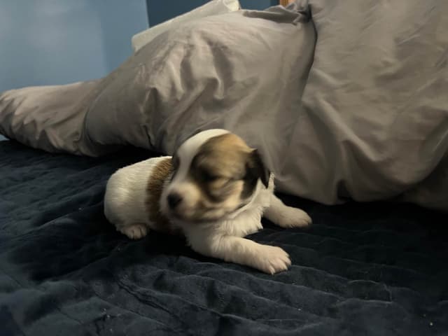 Havanese Puppies media 5