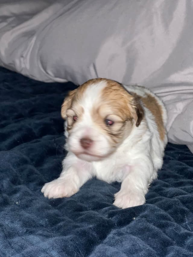 Havanese Puppies media 6