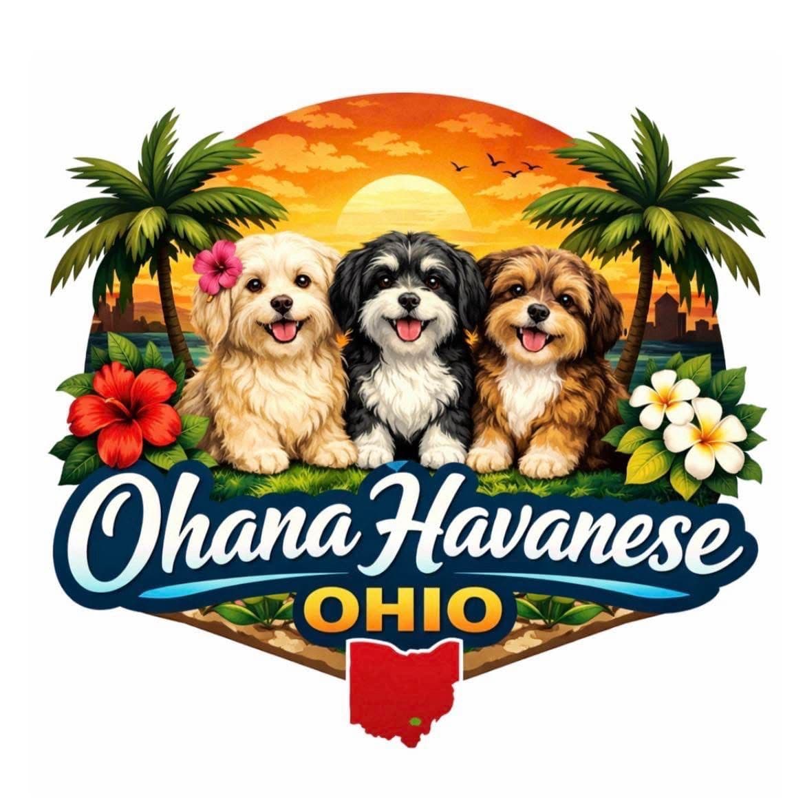 Havanese Puppies breeder image 1