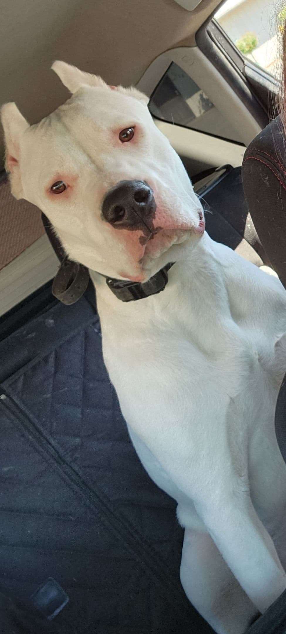 Dogo Argentino Puppies breeder image 28
