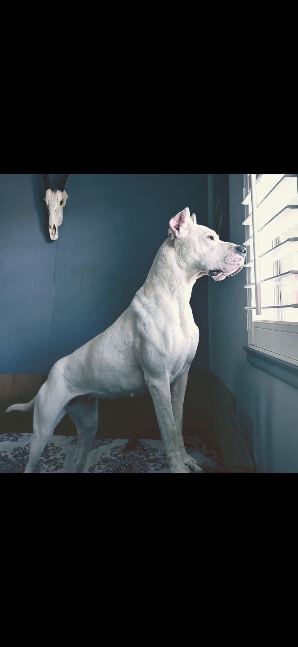 Dogo Argentino Puppies breeder image 27