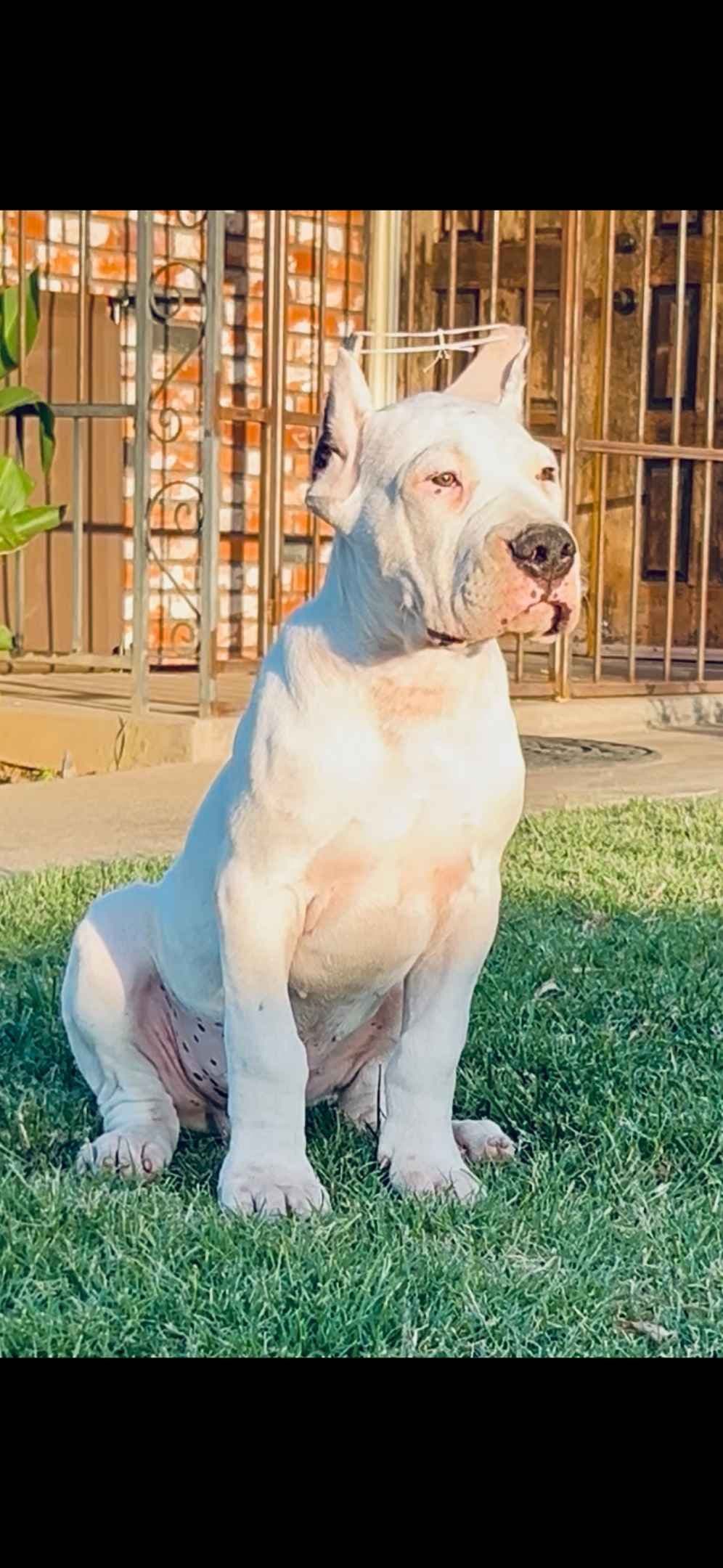 Dogo Argentino Puppies breeder image 19