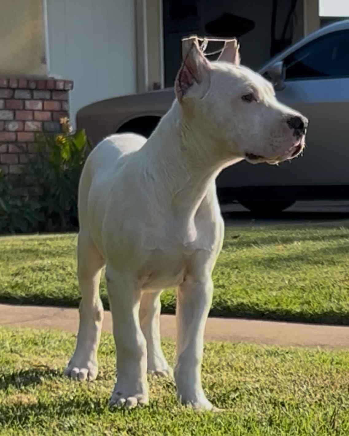 Dogo Argentino Puppies breeder image 23