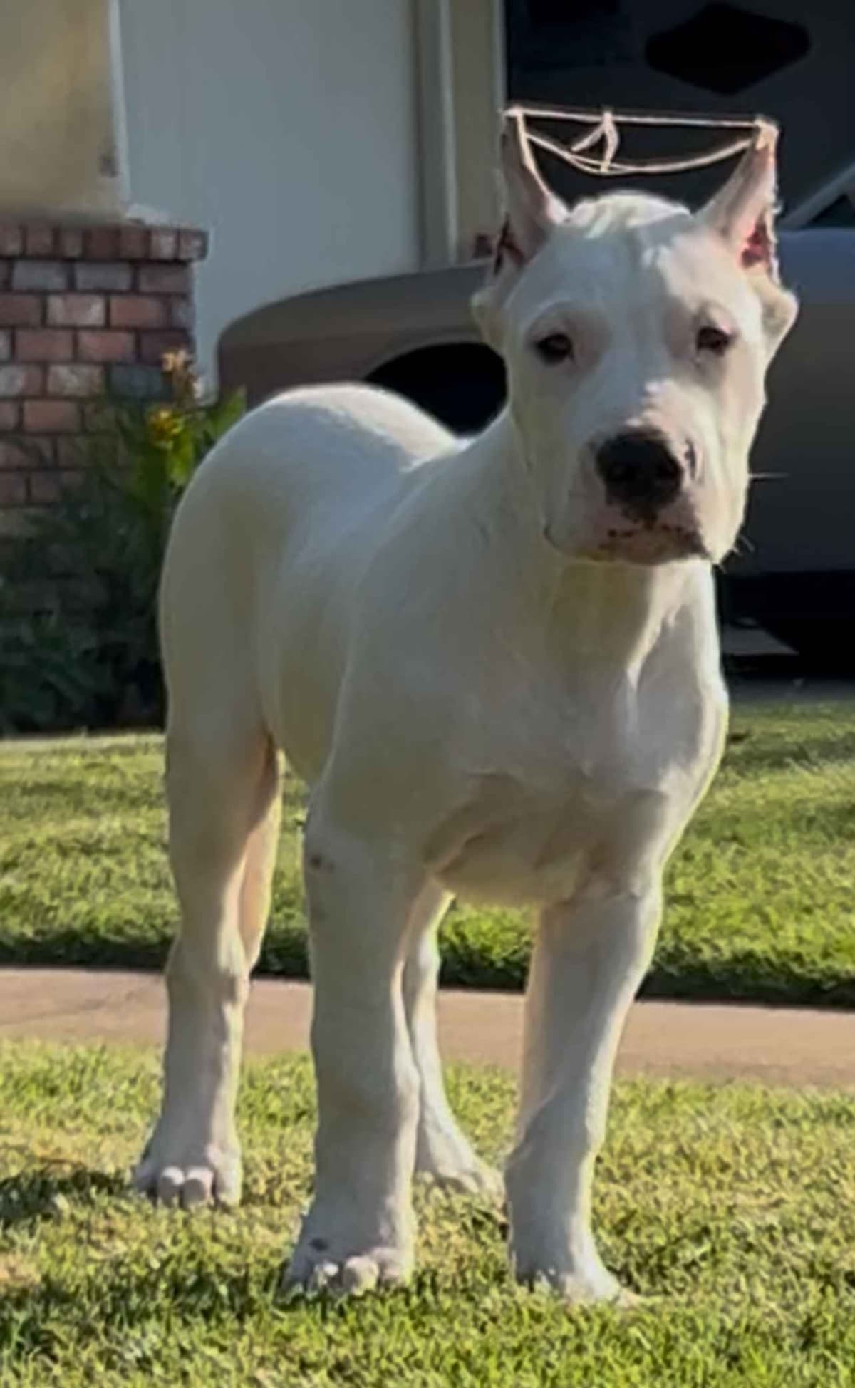 Dogo Argentino Puppies breeder image 22