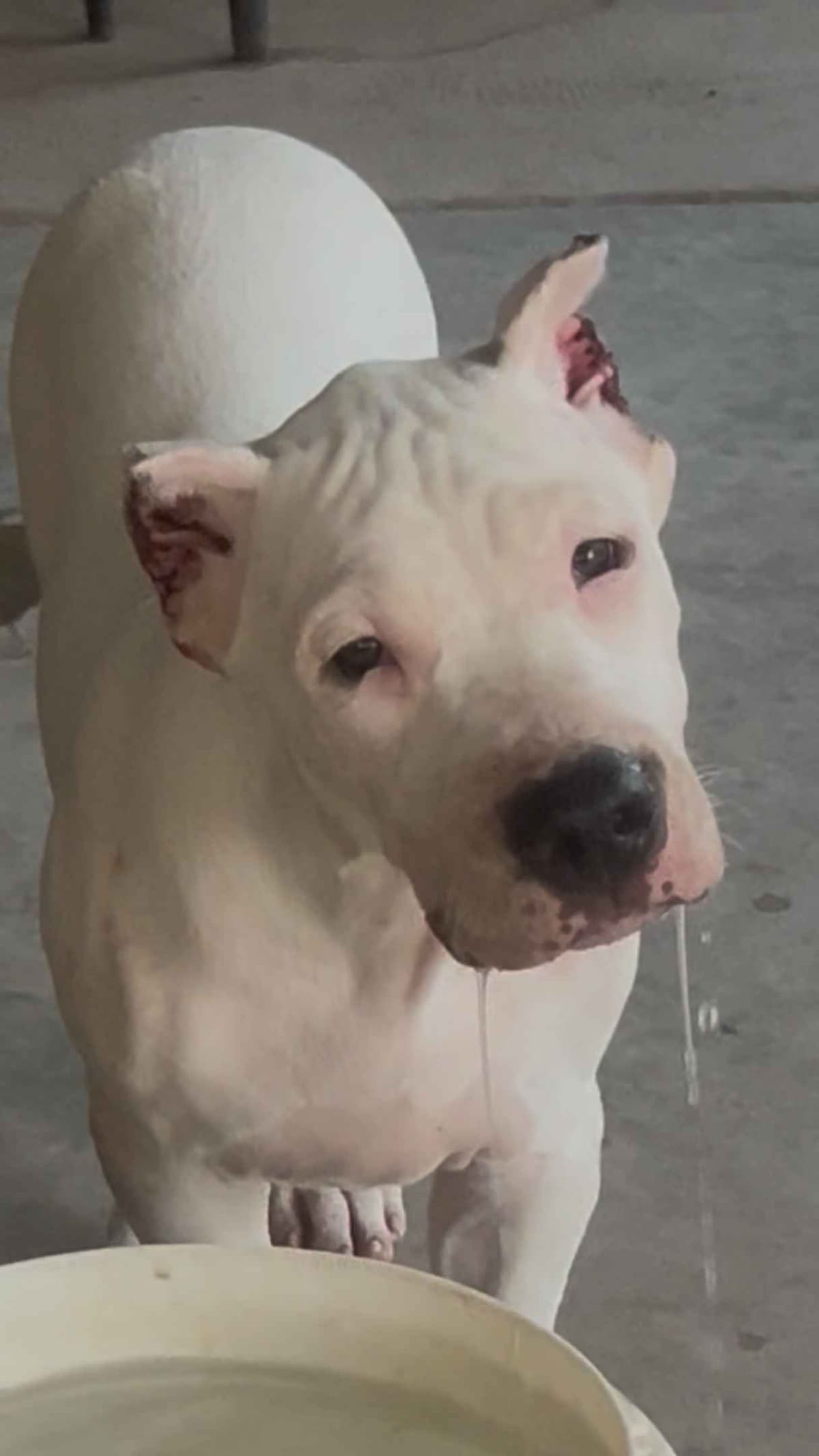 Dogo Argentino Puppies breeder image 26