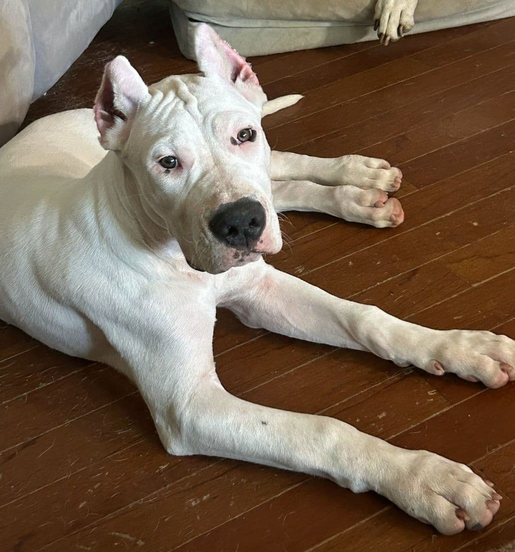 Dogo Argentino Puppies breeder image 15