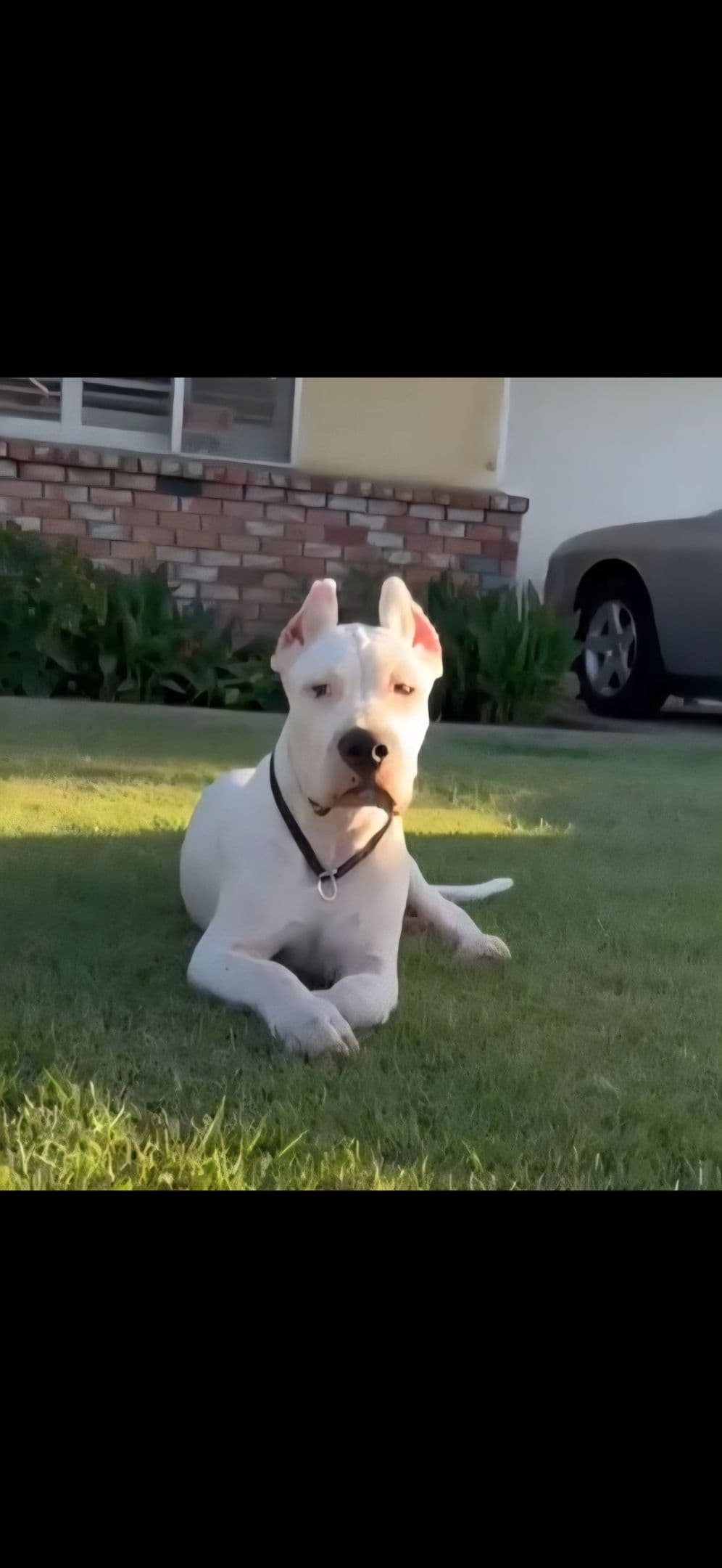 Dogo Argentino Puppies breeder image 21