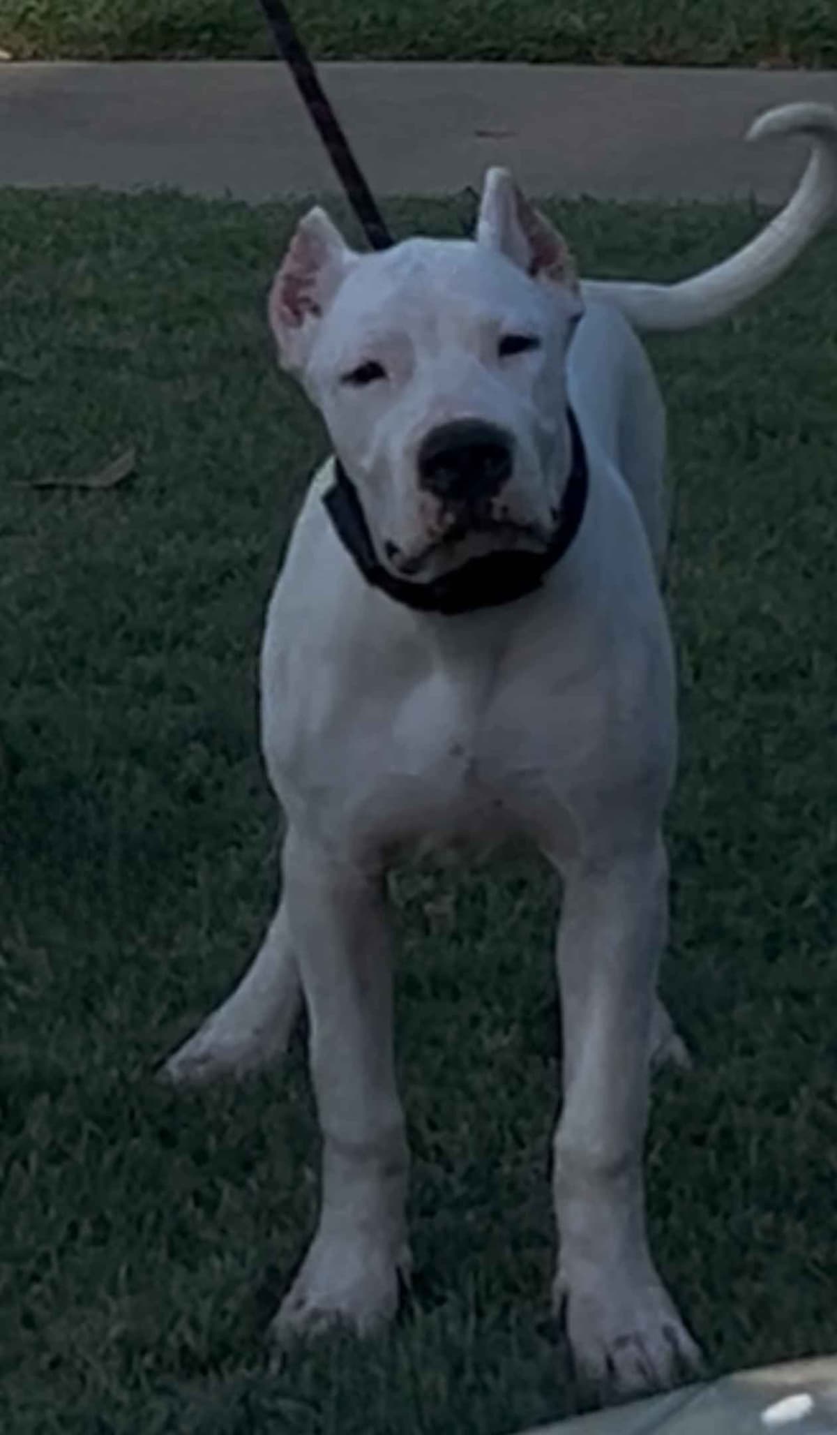 Dogo Argentino Puppies breeder image 24