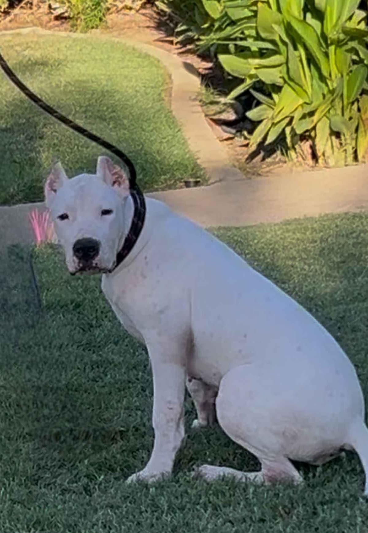 Dogo Argentino Puppies breeder image 25
