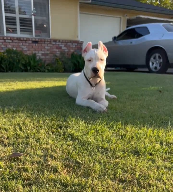 Dogo Argentino Puppies breeder image 18