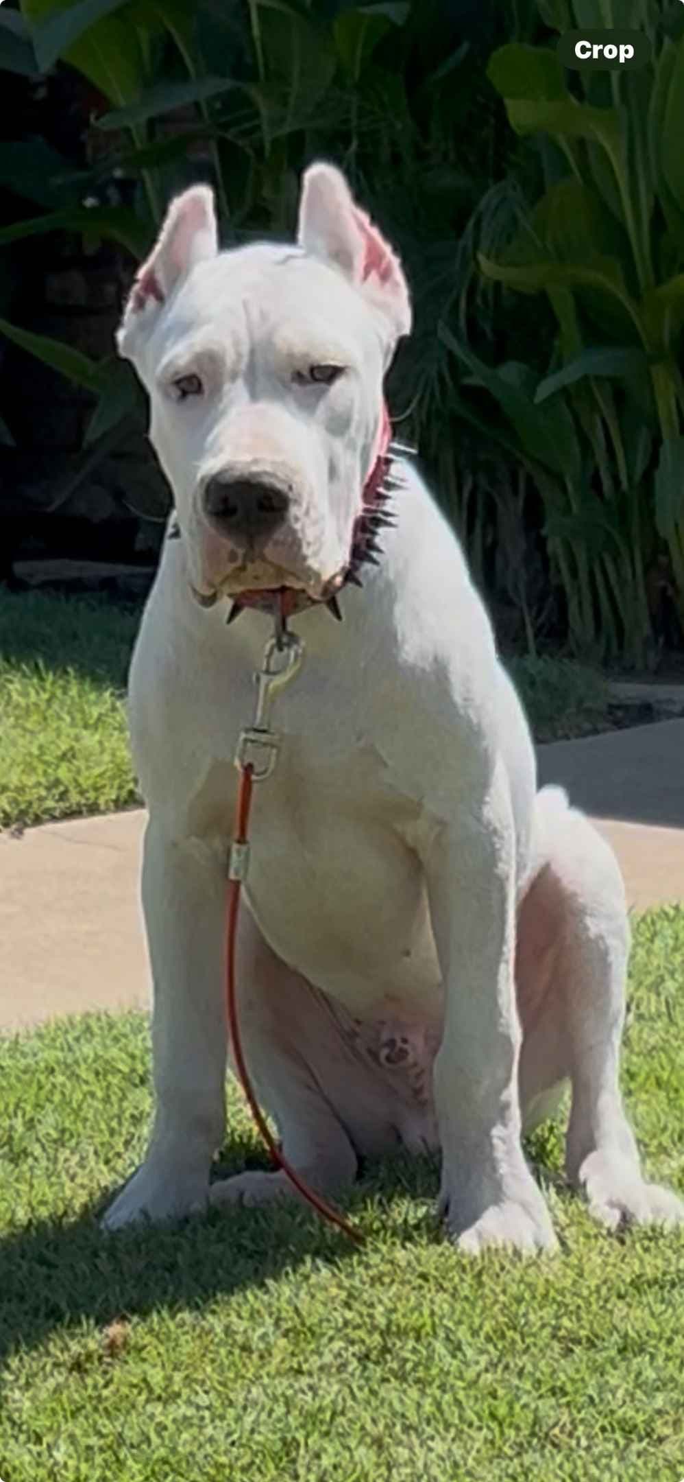 Dogo Argentino Puppies breeder image 13