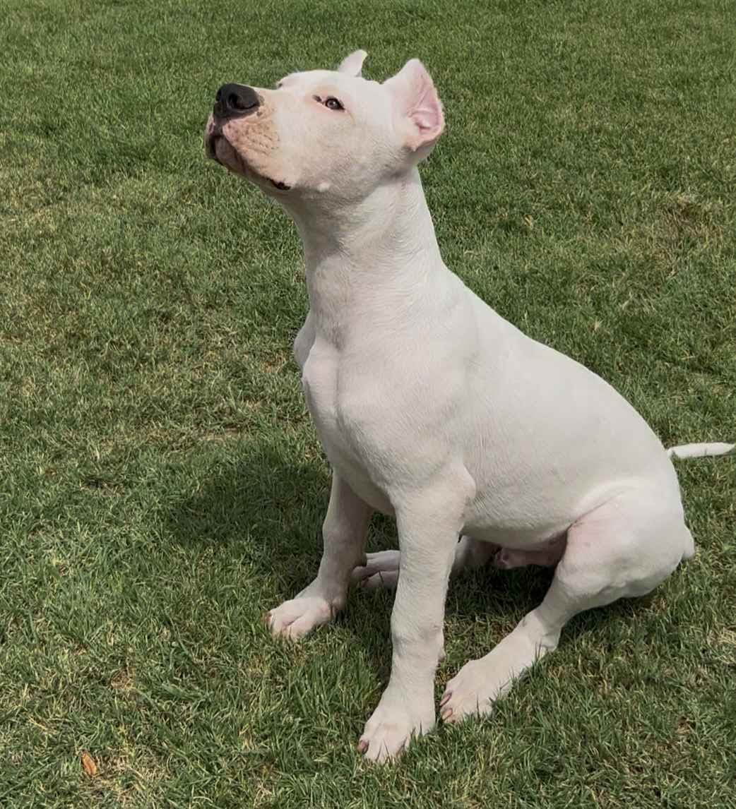 Dogo Argentino Puppies breeder image 16
