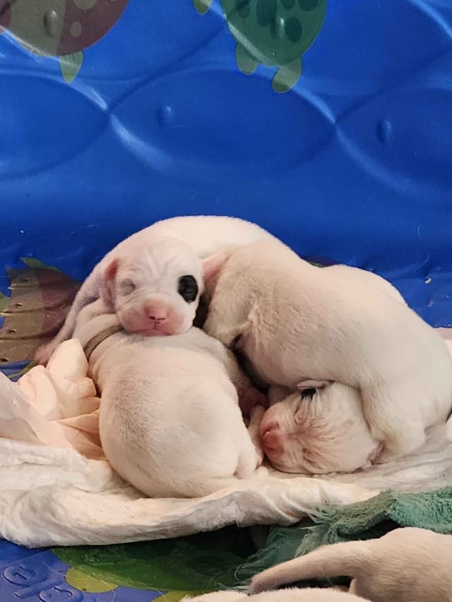 Dogo Argentino Puppies media 2