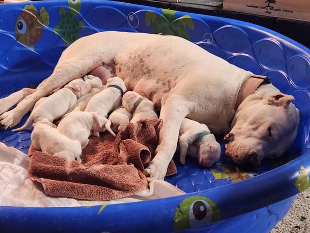 Dogo Argentino Puppies media 3