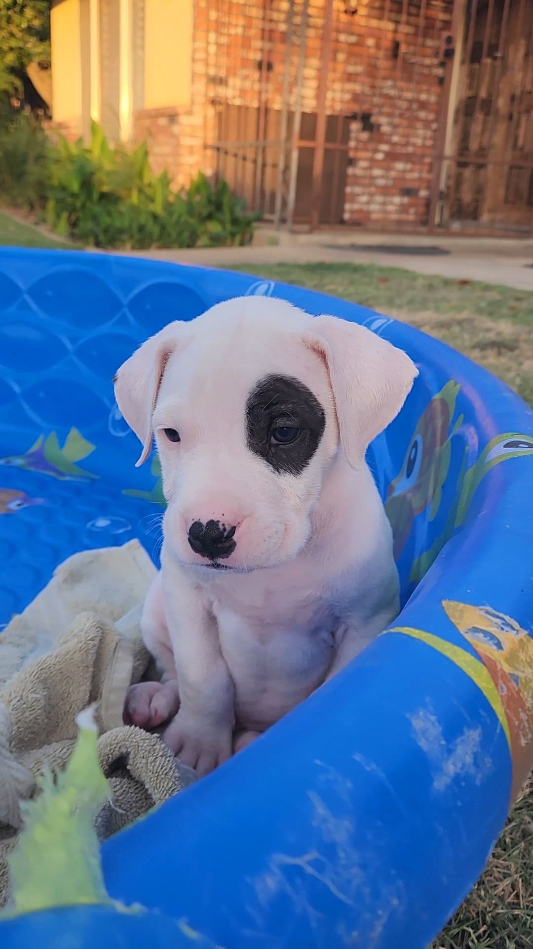 Dogo Argentino Puppies breeder image 8