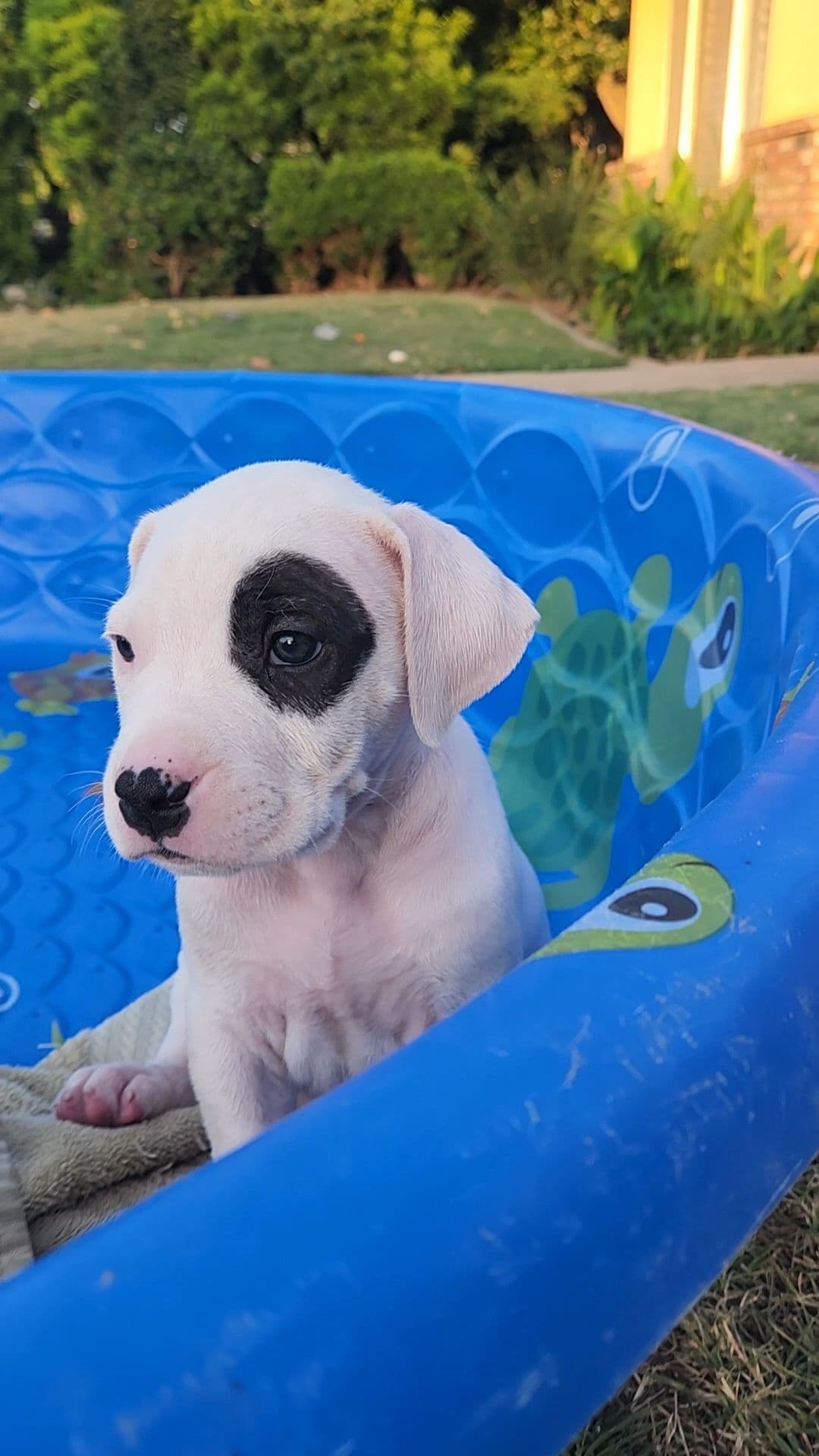 Dogo Argentino Puppies breeder image 9