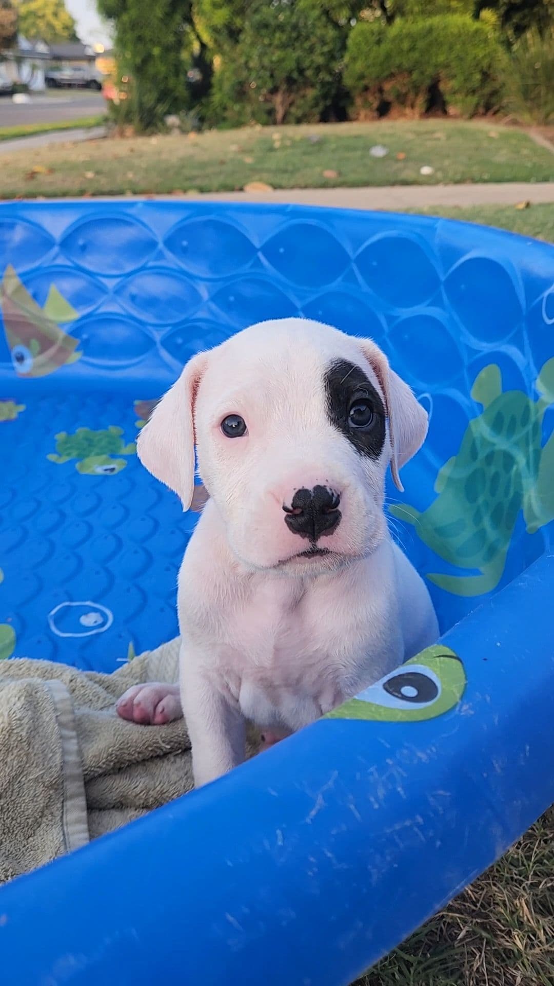 Dogo Argentino Puppies breeder image 10