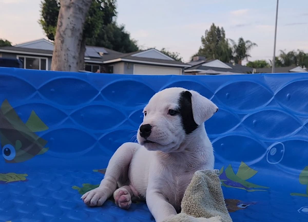 Dogo Argentino Puppies breeder image 4