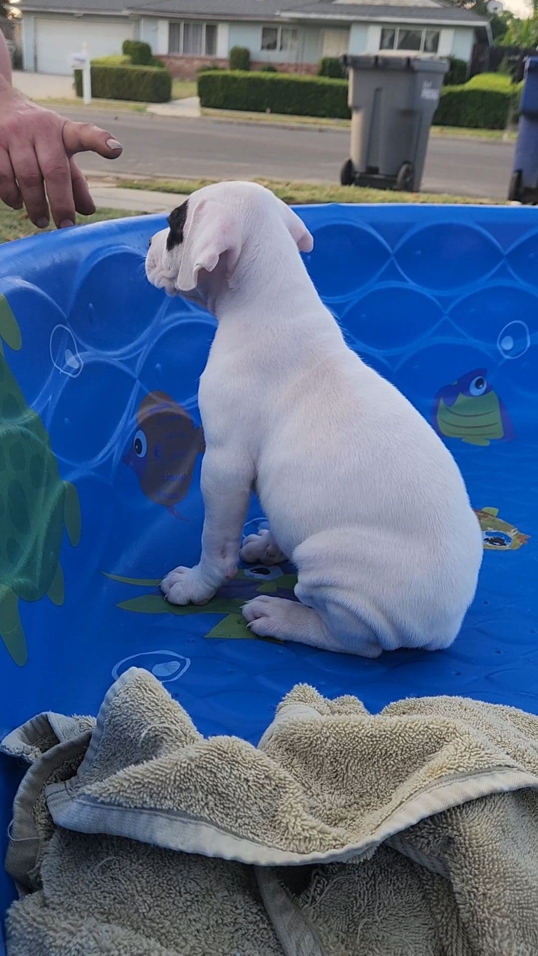 Dogo Argentino Puppies breeder image 7