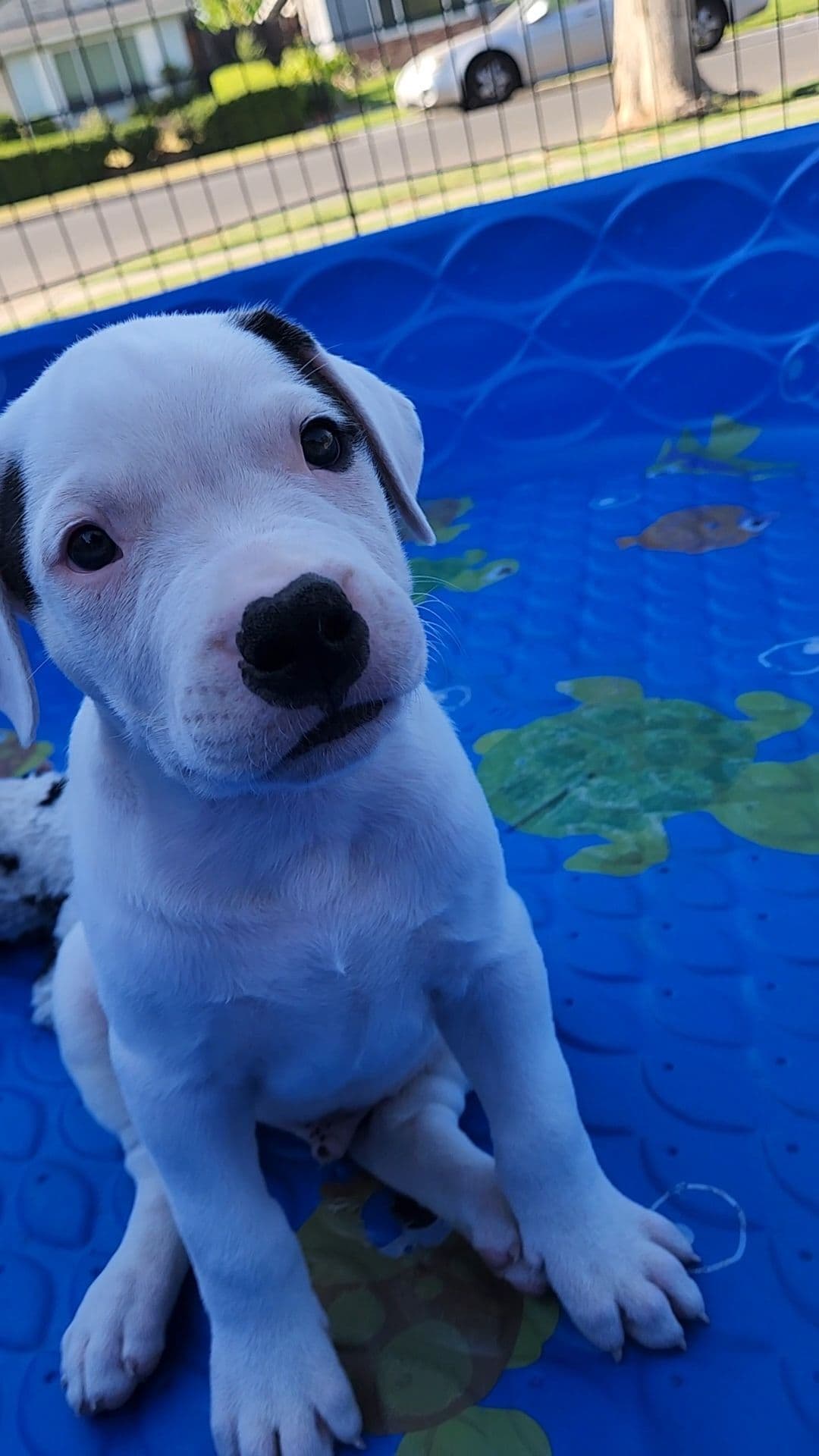 Dogo Argentino Puppies breeder image 6