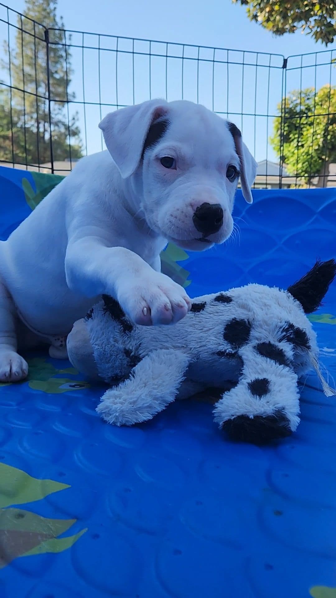 Dogo Argentino Puppies breeder image 5
