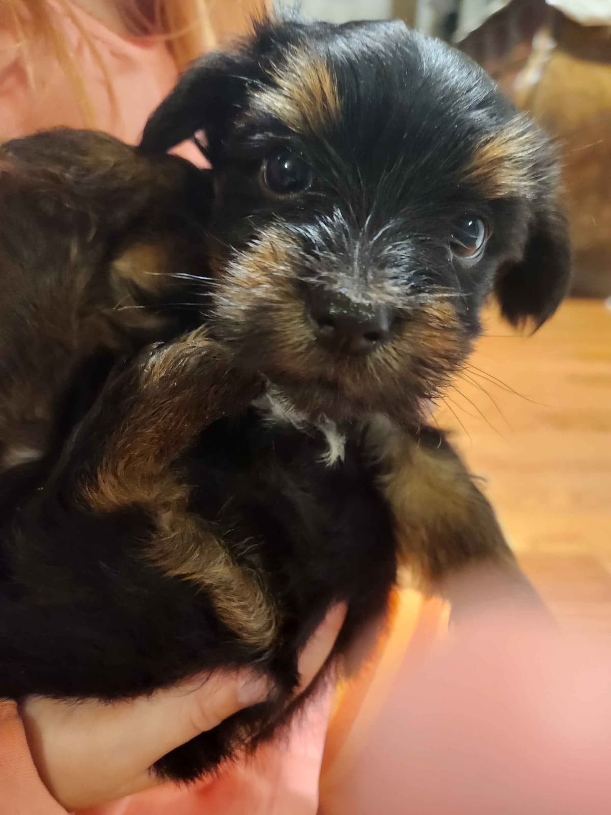 Yorkshire Terrier Puppies parti small sizes breeder image 2