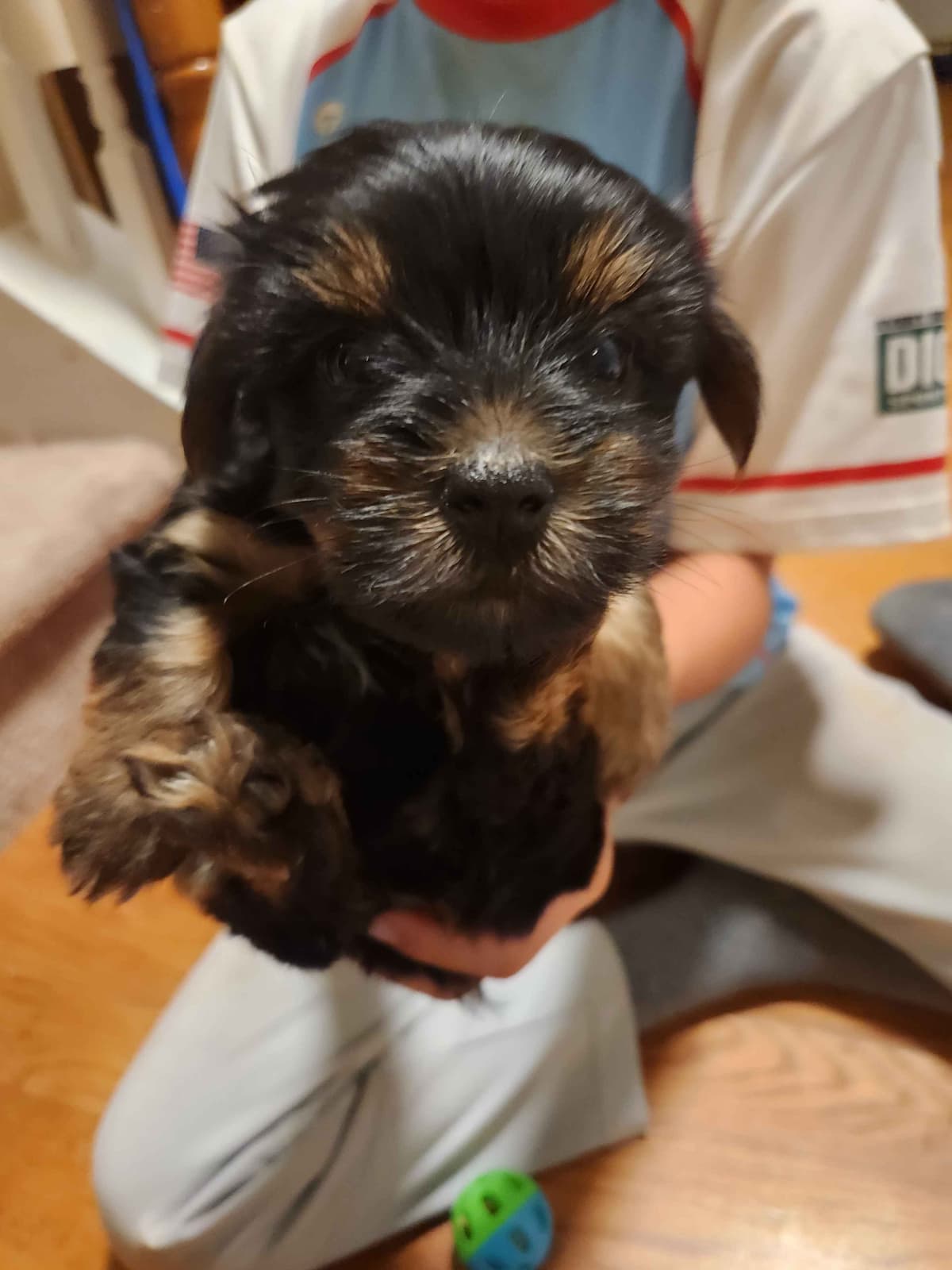 Yorkshire Terrier Puppies parti small sizes breeder image 3