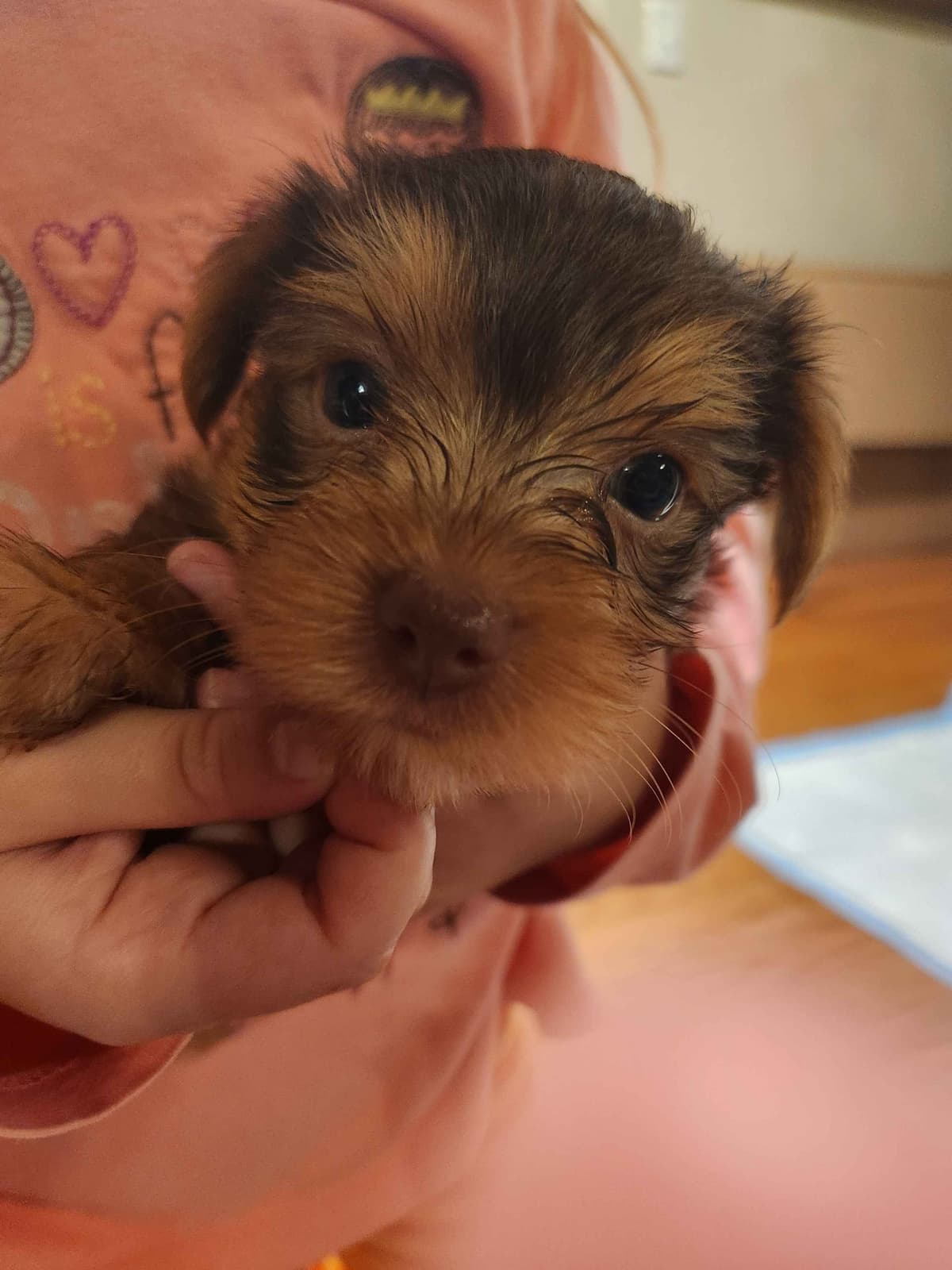 Yorkshire Terrier Puppies parti small sizes breeder image 4