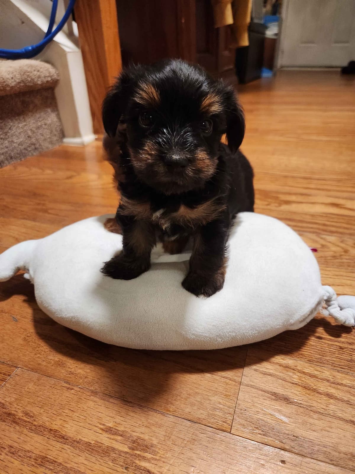 Yorkshire Terrier Puppies parti small sizes breeder image 5