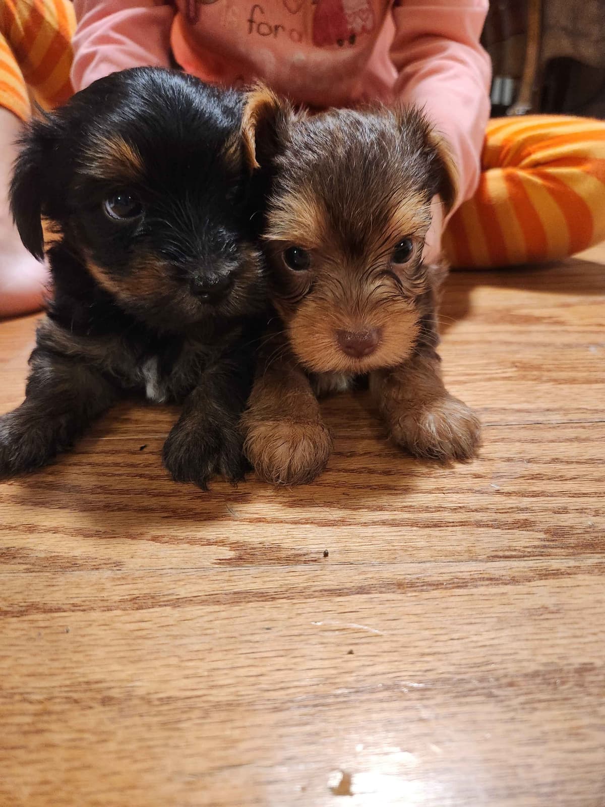 Yorkshire Terrier Puppies parti small sizes breeder image 6