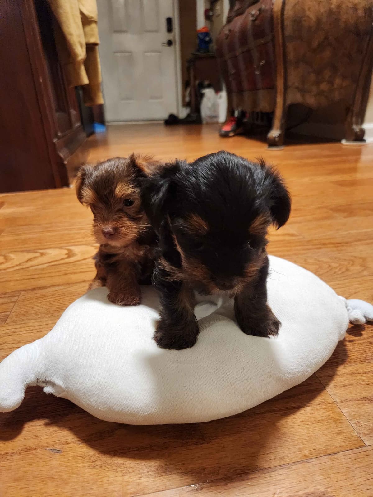 Yorkshire Terrier Puppies parti small sizes breeder image 7