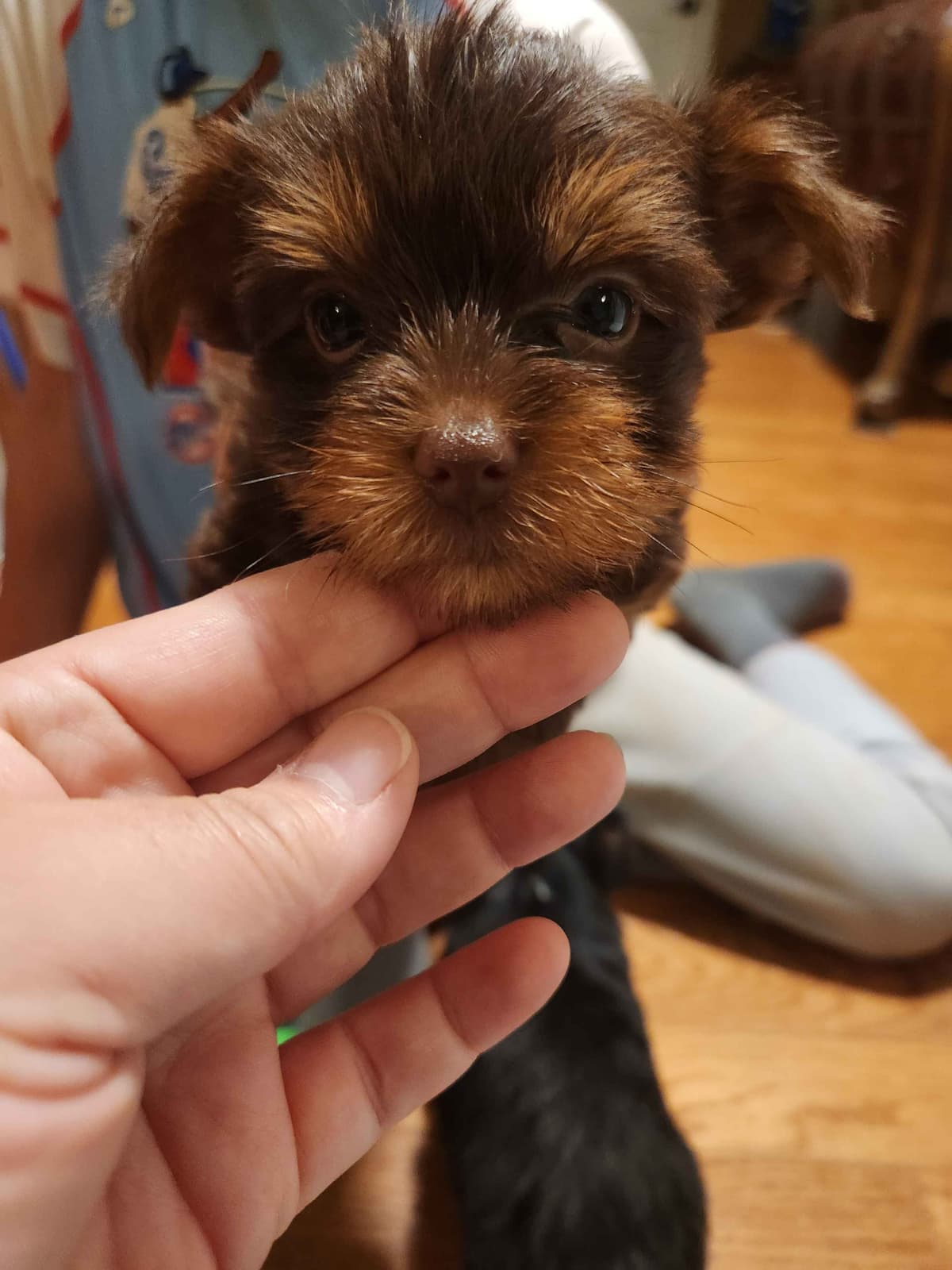 Yorkshire Terrier Puppies parti small sizes breeder image 9