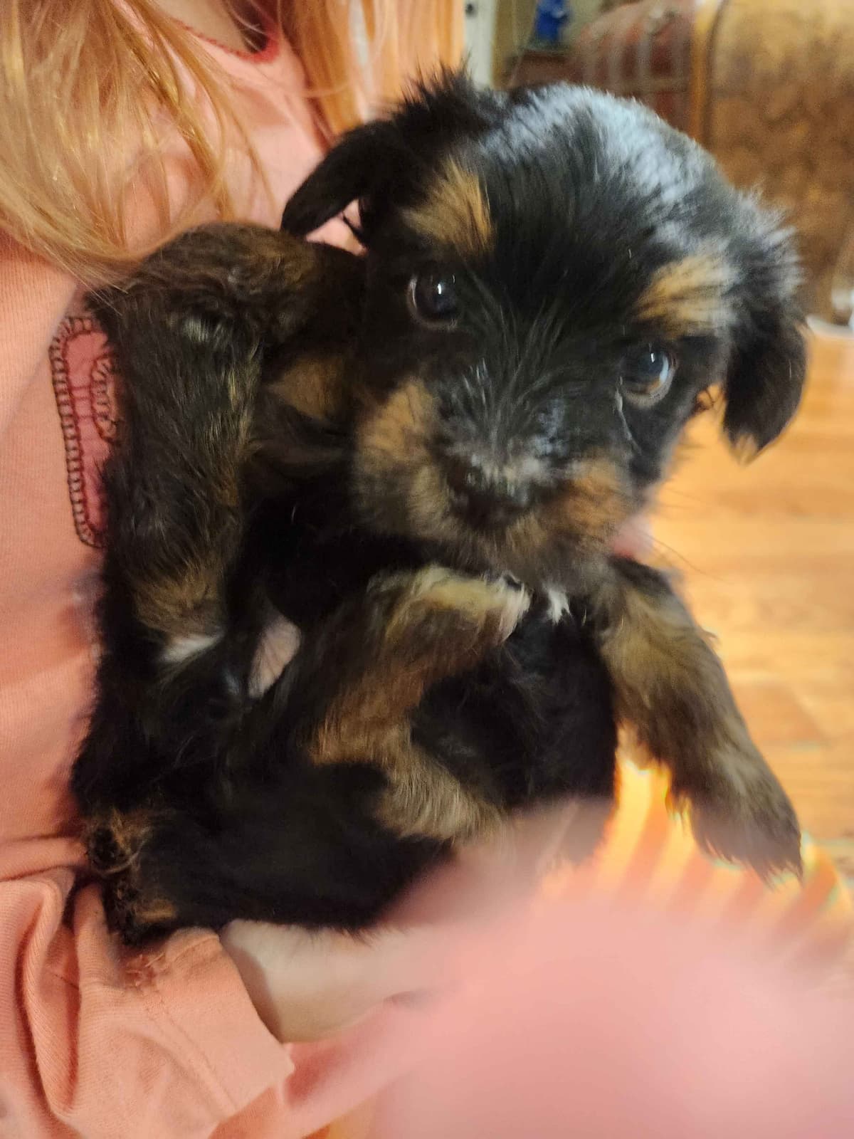 Yorkshire Terrier Puppies parti small sizes breeder image 10
