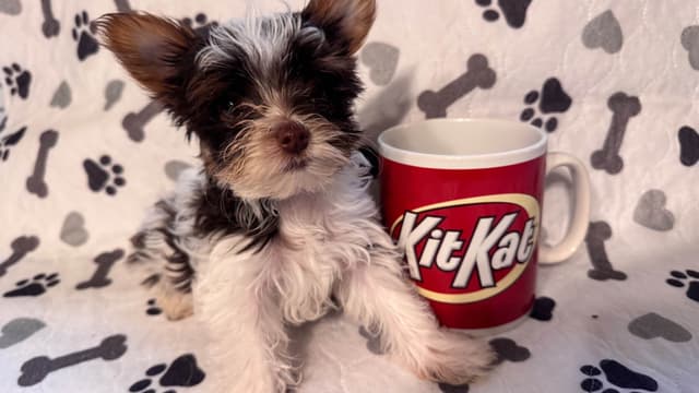 Yorkshire Terrier Puppies parti small sizes media 3