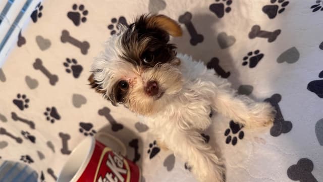 Yorkshire Terrier Puppies parti small sizes media 2