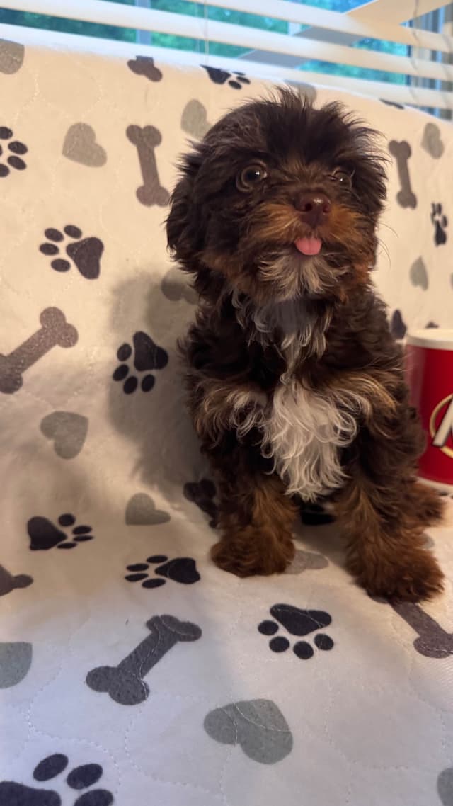 Yorkshire Terrier Puppies parti small sizes media 4