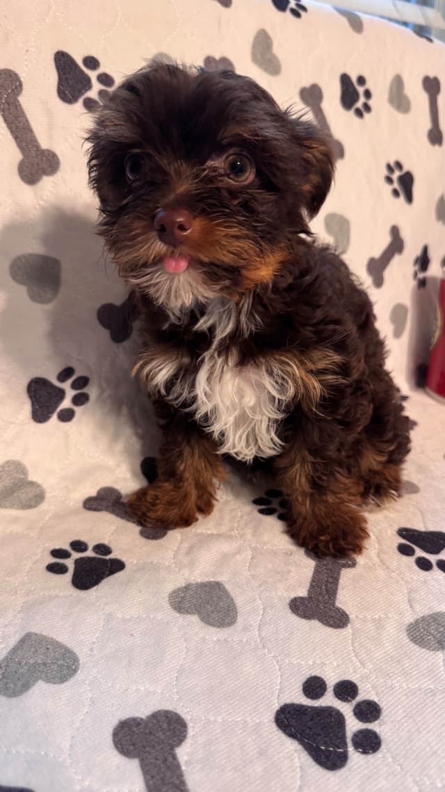 Yorkshire Terrier Puppies parti small sizes media 5