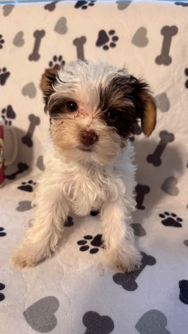 Yorkshire Terrier Puppies parti small sizes media 6