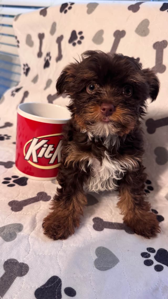 Yorkshire Terrier Puppies parti small sizes media 8