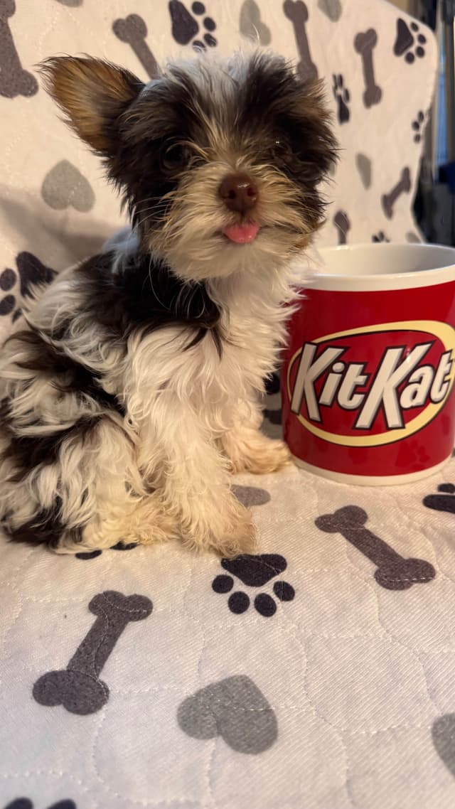 Yorkshire Terrier Puppies parti small sizes media 9