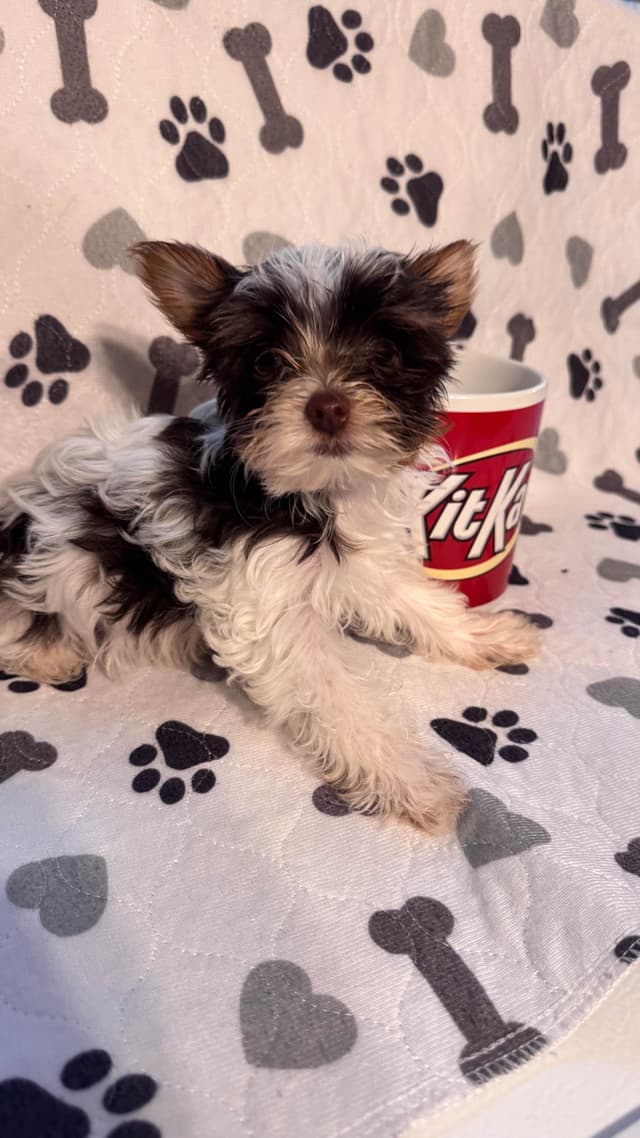 Yorkshire Terrier Puppies parti small sizes media 10