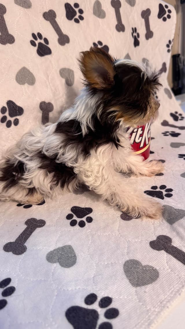 Yorkshire Terrier Puppies parti small sizes media 11