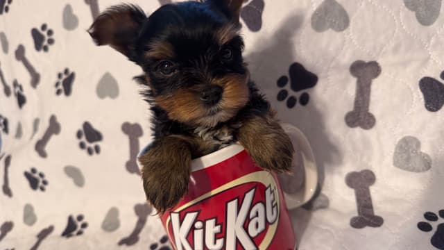 Yorkshire Terrier Puppies male Tiny Boys media 4