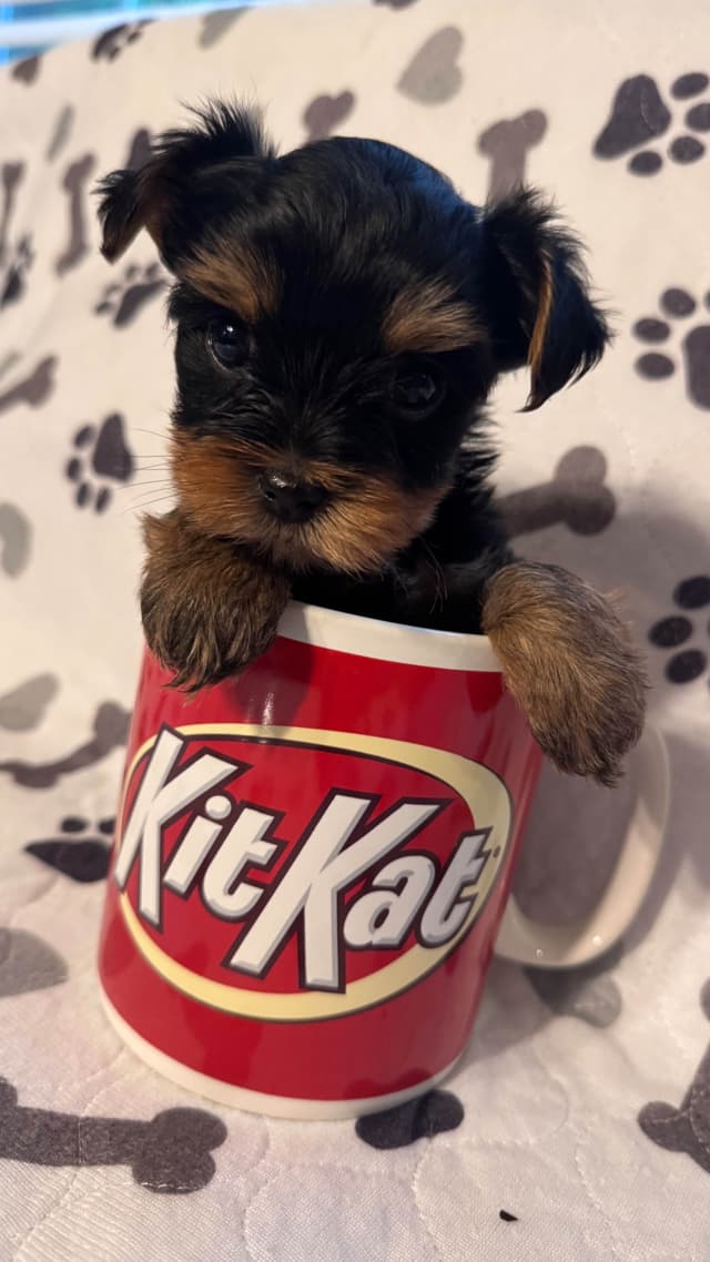 Yorkshire Terrier Puppies male Tiny Boys media 6