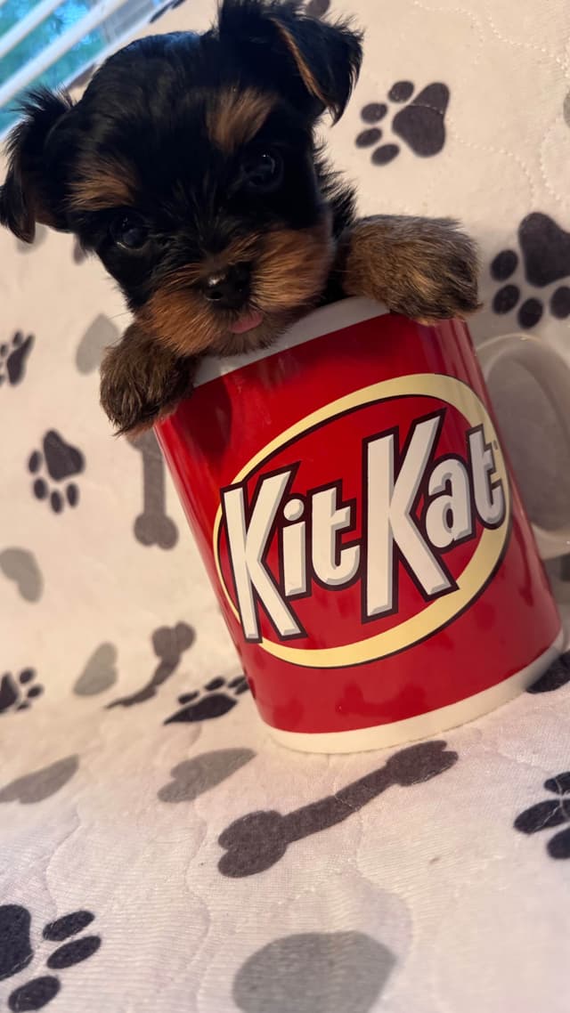 Yorkshire Terrier Puppies male Tiny Boys media 7