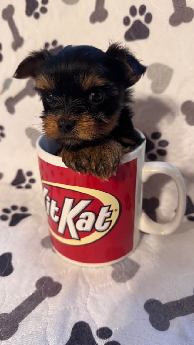 Yorkshire Terrier Puppies male Tiny Boys media 8