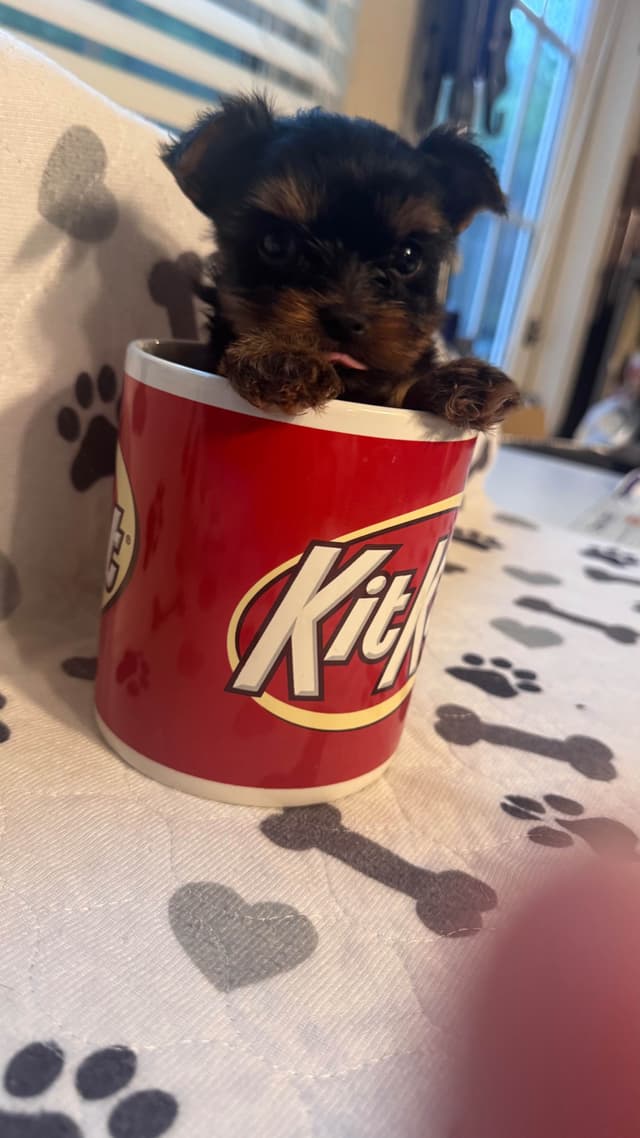 Yorkshire Terrier Puppies male Tiny Boys media 11