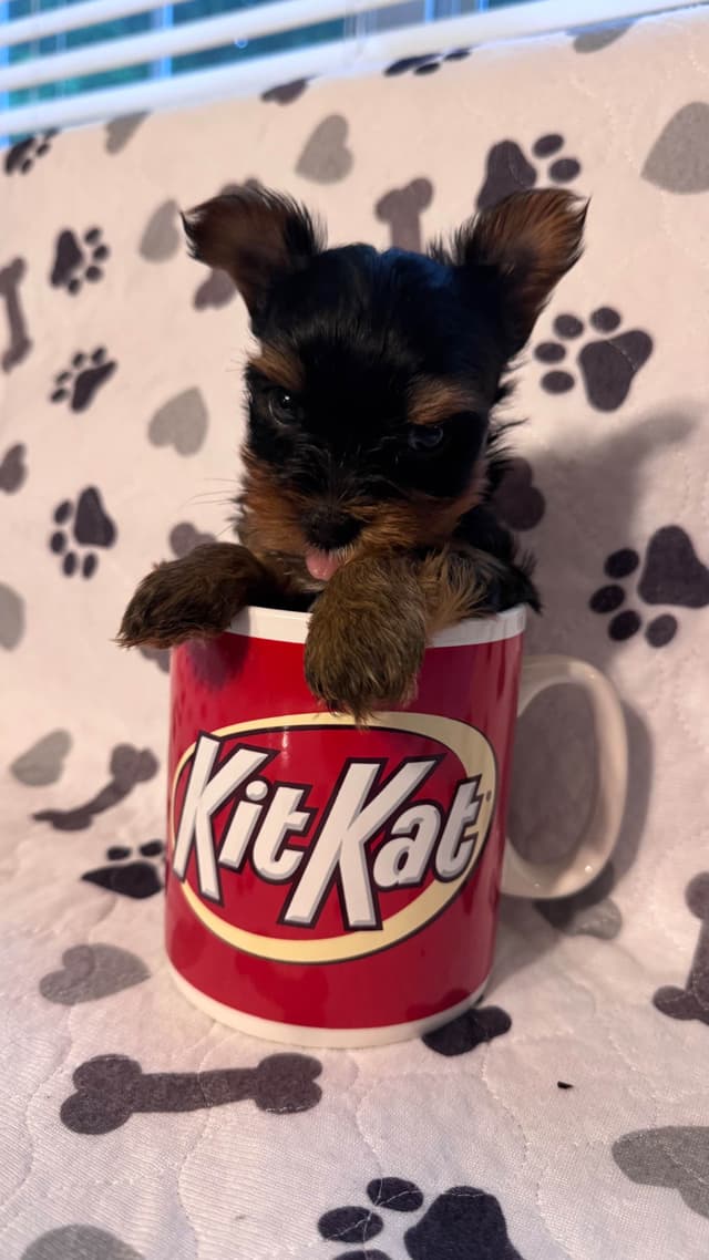 Yorkshire Terrier Puppies male Tiny Boys media 12